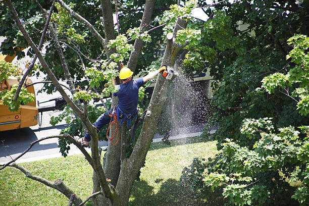 Best Tree and Shrub Care  in Falmouth Foreside, ME